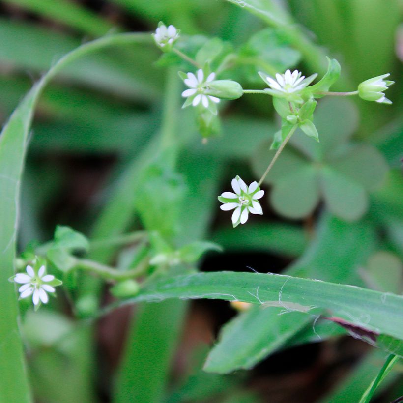 Luzula pilosa - Erba lucciola pelosa (Fioritura)