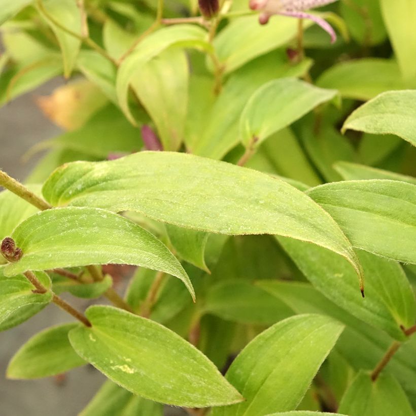 Tricyrtis formosana Pink Freckles (Fogliame)