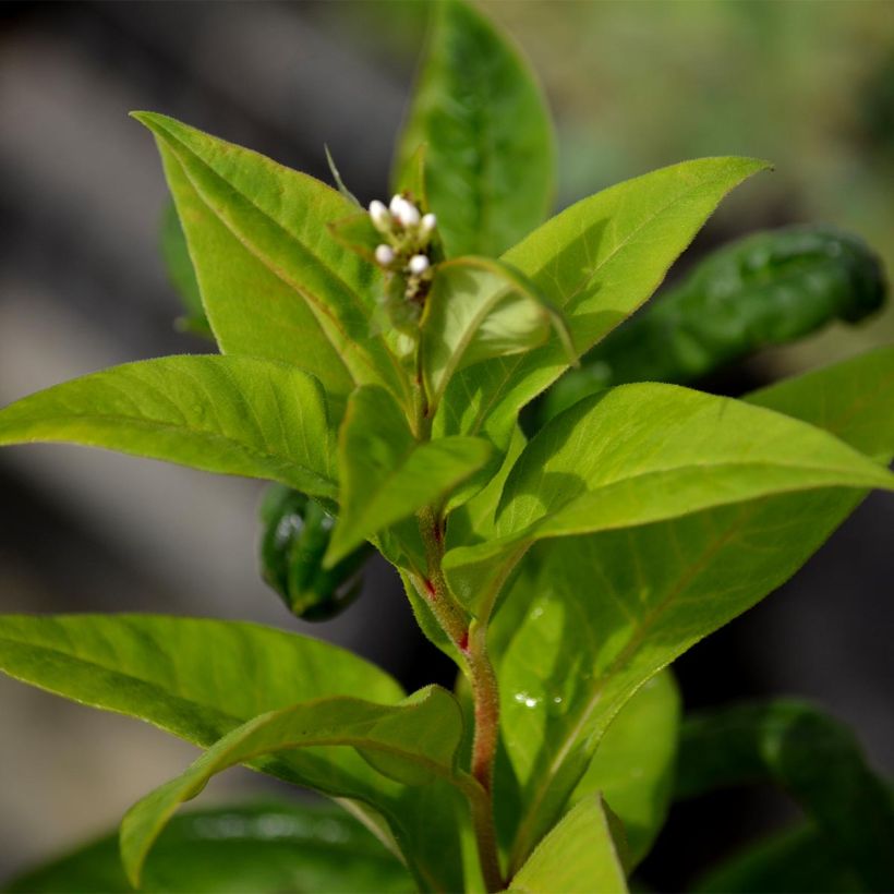 Lysimachia clethroides (Fogliame)