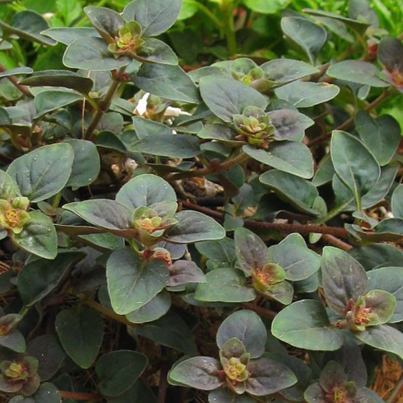 Lysimachia congestiflora Persian Chocolate (Fogliame)