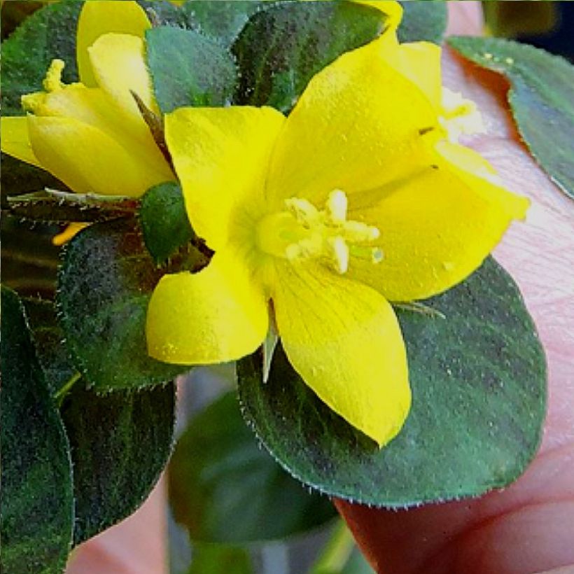 Lysimachia congestiflora Persian Chocolate (Fioritura)