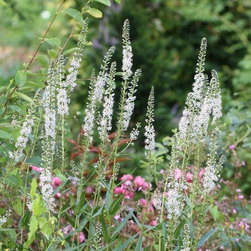 Lysimachia ephemerum (Fioritura)