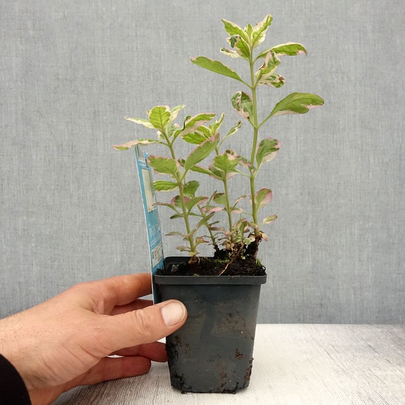 Lysimachia punctata Variegata - Lysimaque panachée de blanc - Godet de 8/9 cm esemplare consegnato in primavera