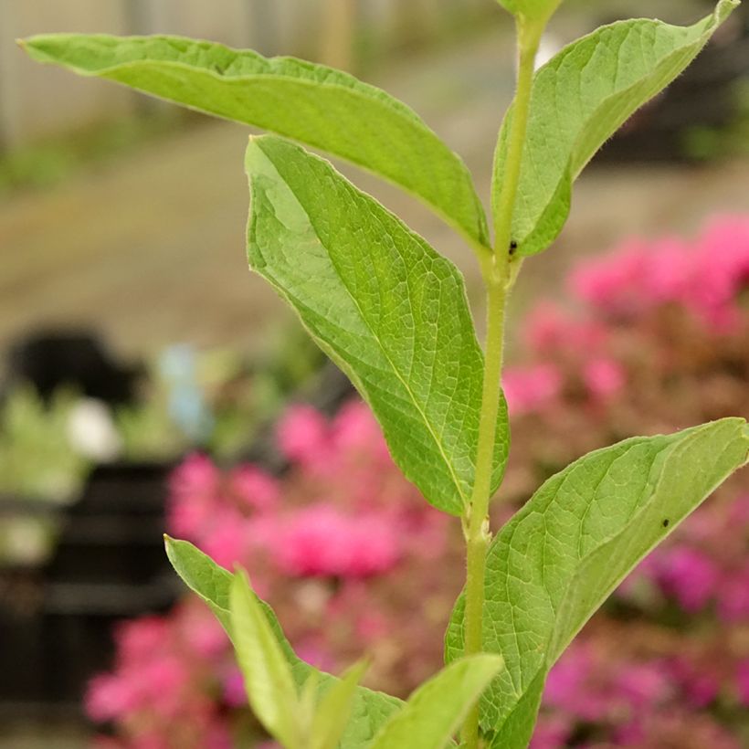 Lysimachia vulgaris - Mazza d'oro comune (Fogliame)