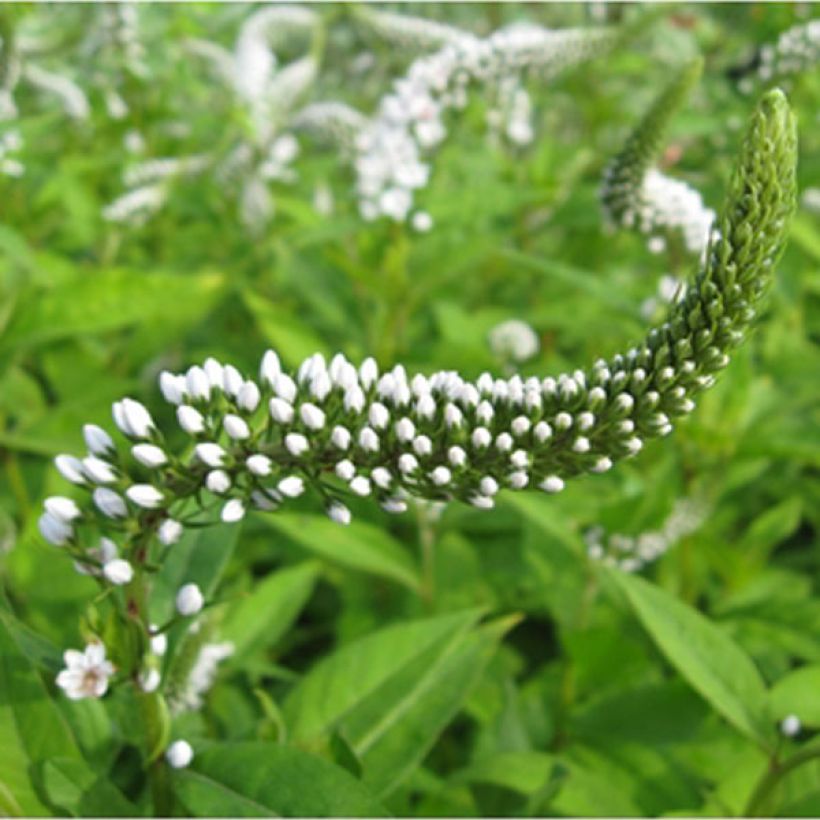 Lysimachia clethroides (Fioritura)