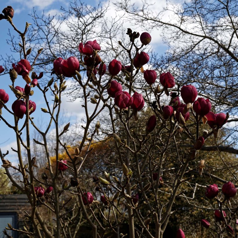 Magnolia Black Tulip (Porto)