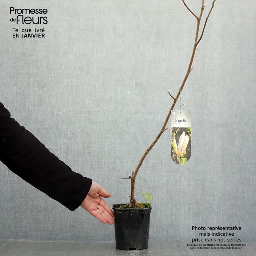 Magnolia brooklynensis Eva Maria en pot de 2L/3L esemplare consegnato in inverno