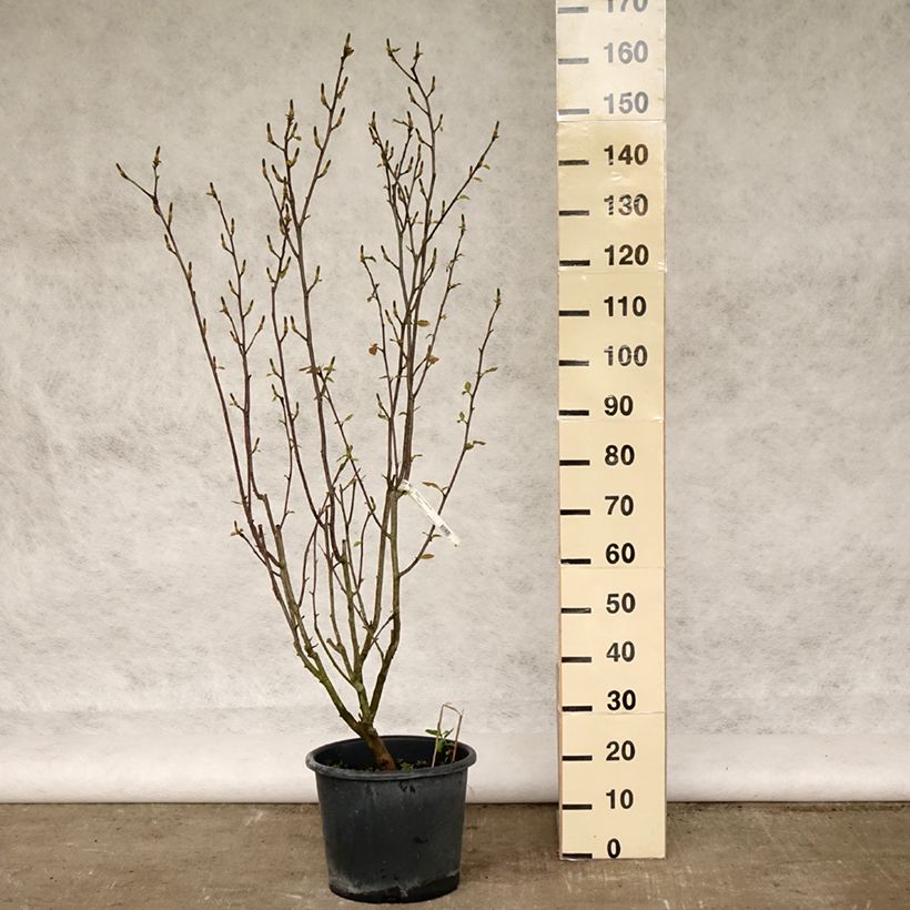 Magnolia denudata Festirose en pot de 7.5L/10L esemplare consegnato in primavera