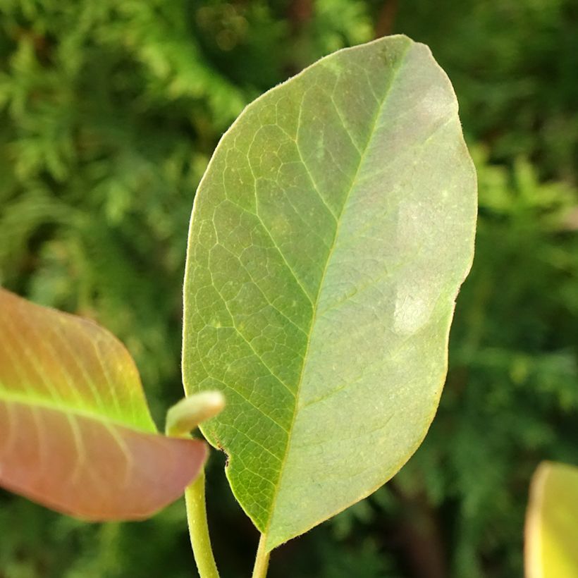 Magnolia denudata Festirose (Fogliame)