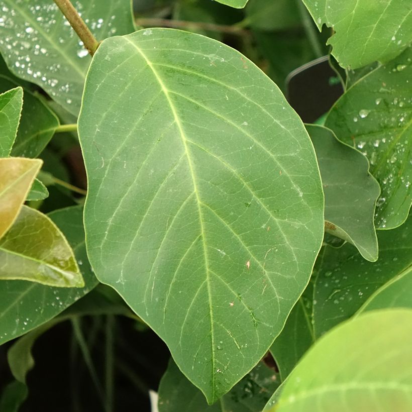 Magnolia denudata Sunrise (Fogliame)