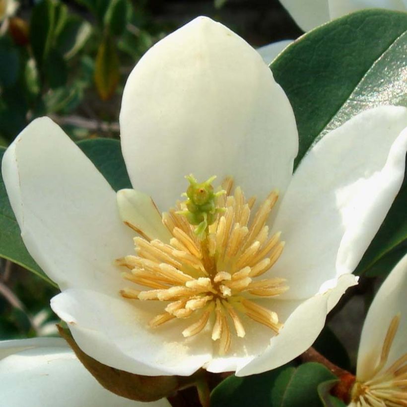 Magnolia dianica Summer Snowflake (Fioritura)