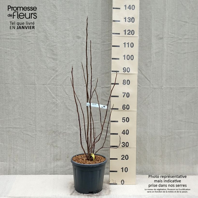 Magnolia Elisabeth Pot de 7,5L/10L esemplare consegnato in inverno