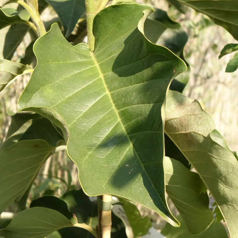 Magnolia soulangeana Emperor (Fogliame)