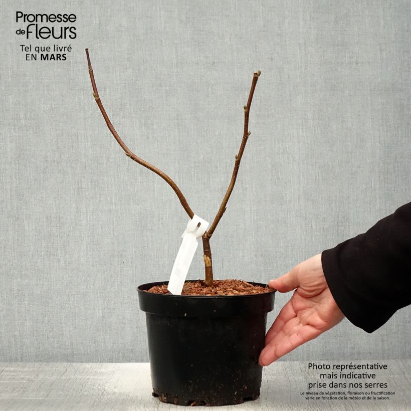 Magnolia Flamingo - Pot de 3L/4L esemplare consegnato in primavera