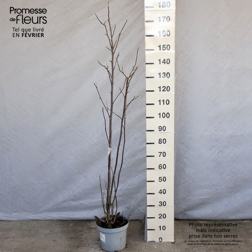 Magnolia Galaxy Pot de 5L esemplare consegnato in inverno