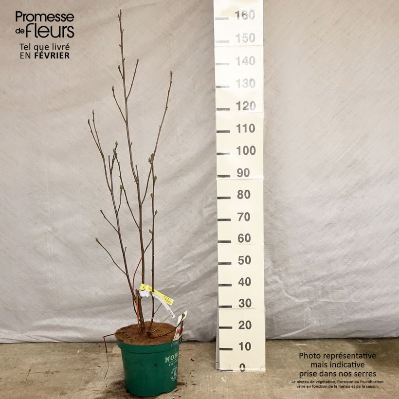 Magnolia Genie Pot de 4L/5L esemplare consegnato in inverno