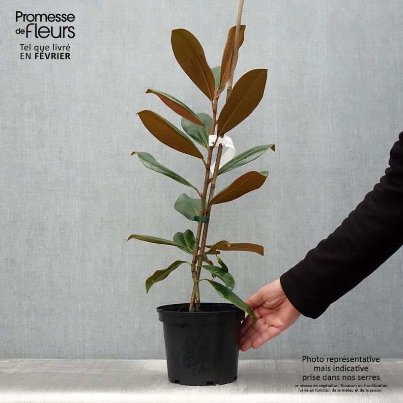 Magnolia grandiflora Double Nantais Pot de 3-4L esemplare consegnato in inverno