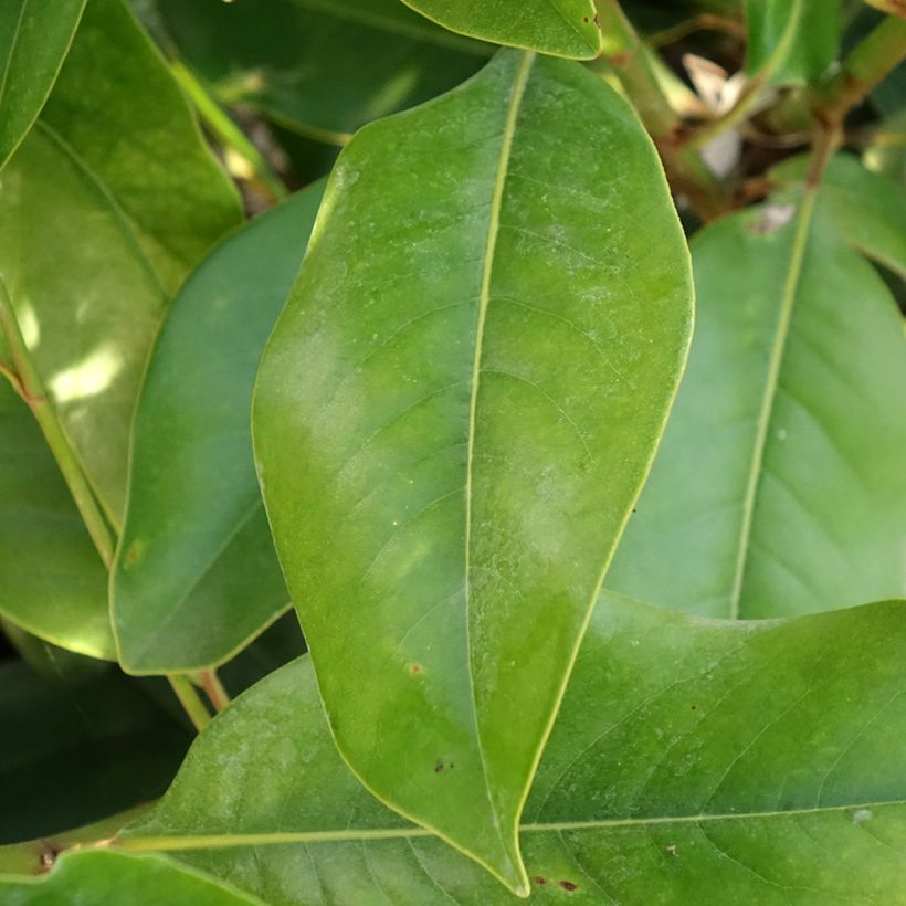 Magnolia grandiflora Double Nantais (Fogliame)