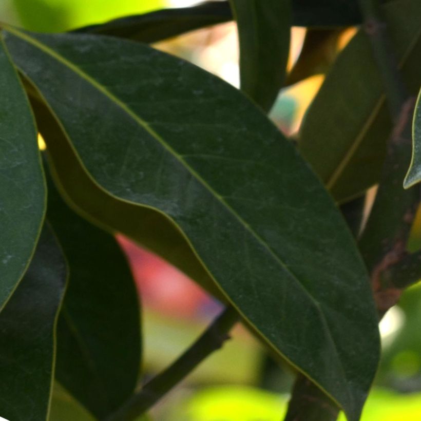 Magnolia grandiflora Galissoniere (Fogliame)