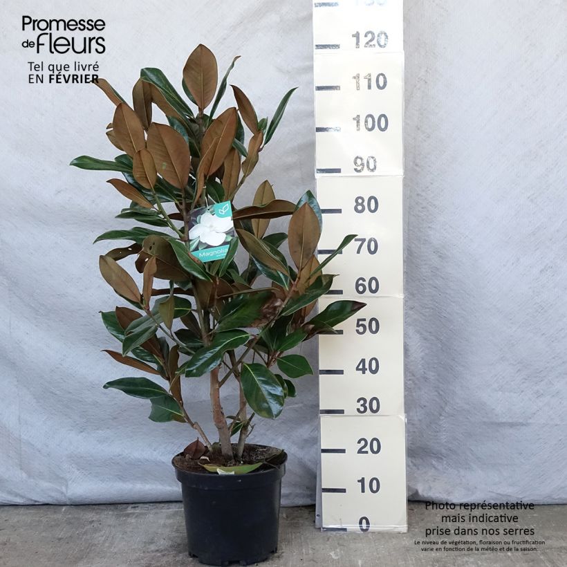 Magnolia grandiflora Galissonière en pot de 10L esemplare consegnato in inverno