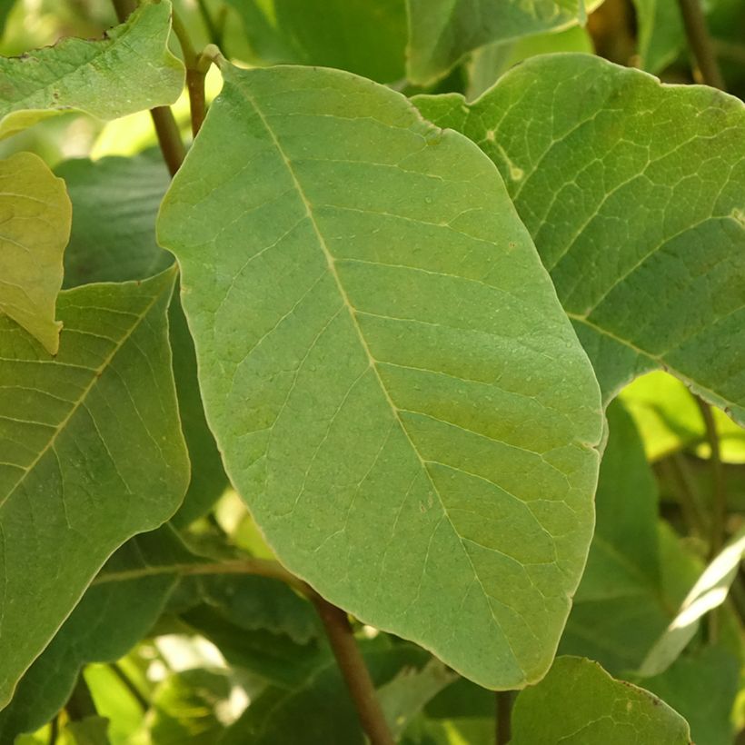 Magnolia kobus (Fogliame)