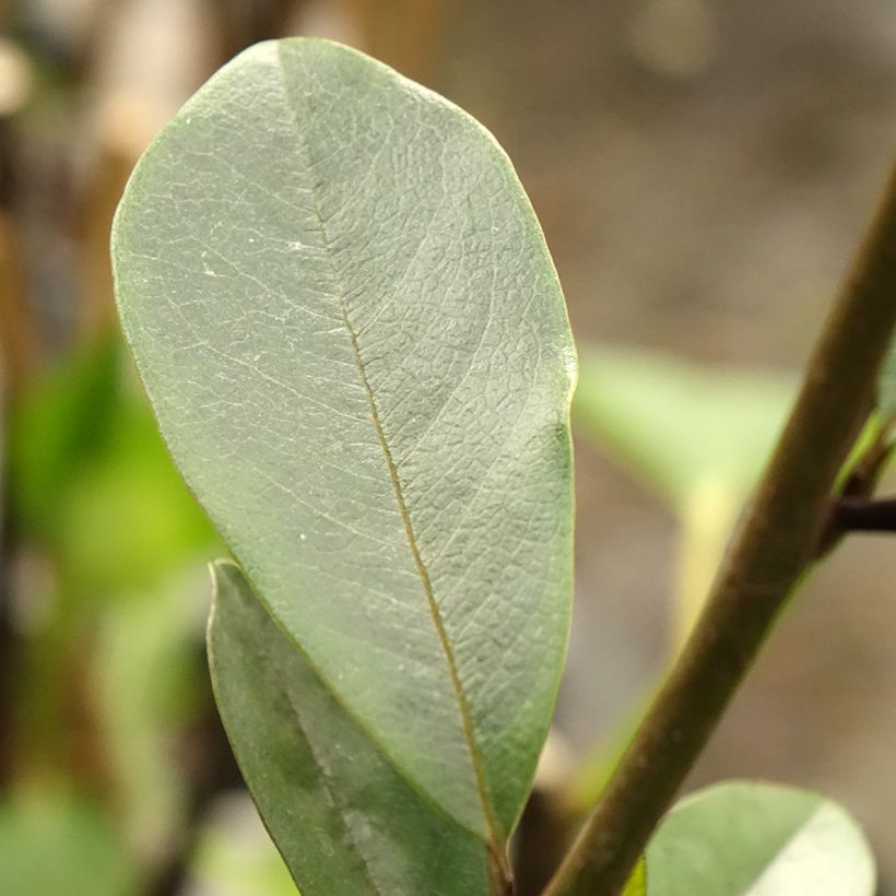 Magnolia laevifolia Achteraan (Fogliame)