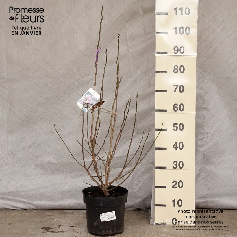 Magnolia loebneri Leonard Messel  en pot de 7.5L esemplare consegnato in inverno