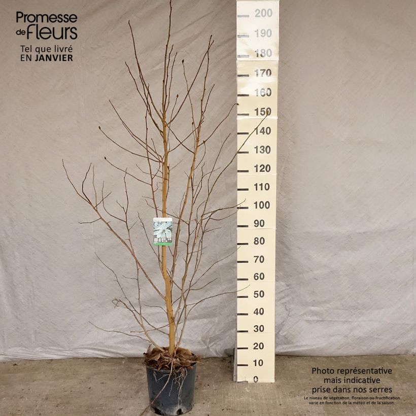 Magnolia loebneri Merrill en pot de 7.5L/10L esemplare consegnato in inverno