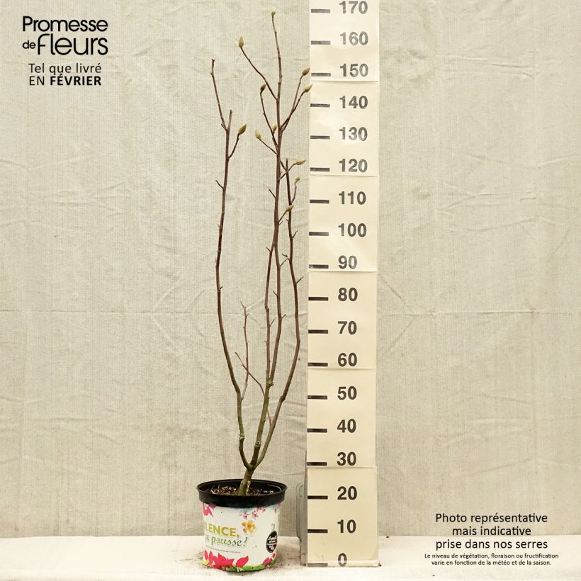 Magnolia Manchu Fan en pot de 7.5L/10L esemplare consegnato in inverno