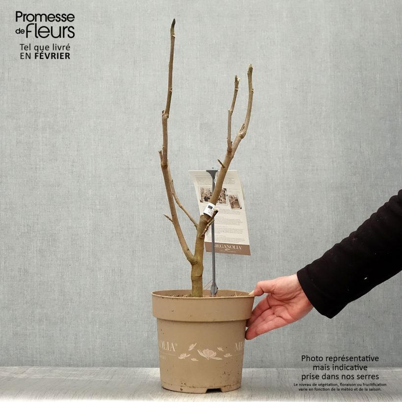 Magnolia Meganolia - Pot de 6L/7L esemplare consegnato in inverno