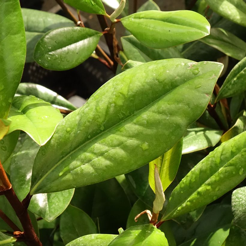 Magnolia grandiflora D.d. blanchard (Fogliame)