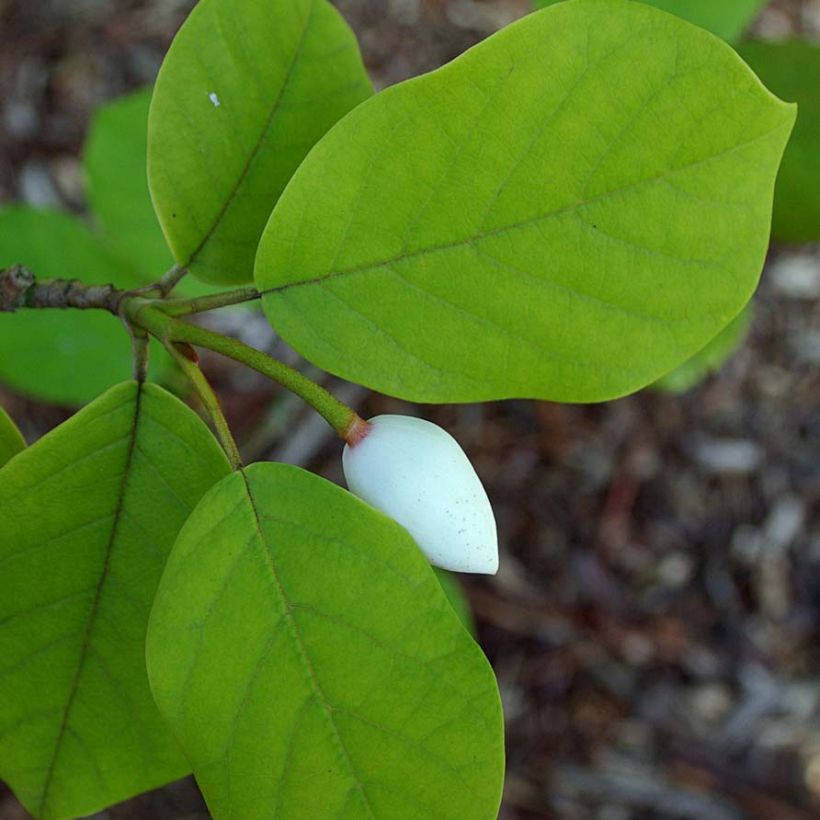 Magnolia sieboldii (Fogliame)