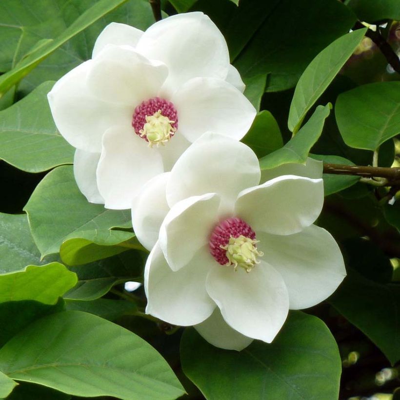 Magnolia sieboldii (Fioritura)