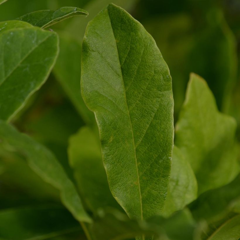 Magnolia stellata (Fogliame)