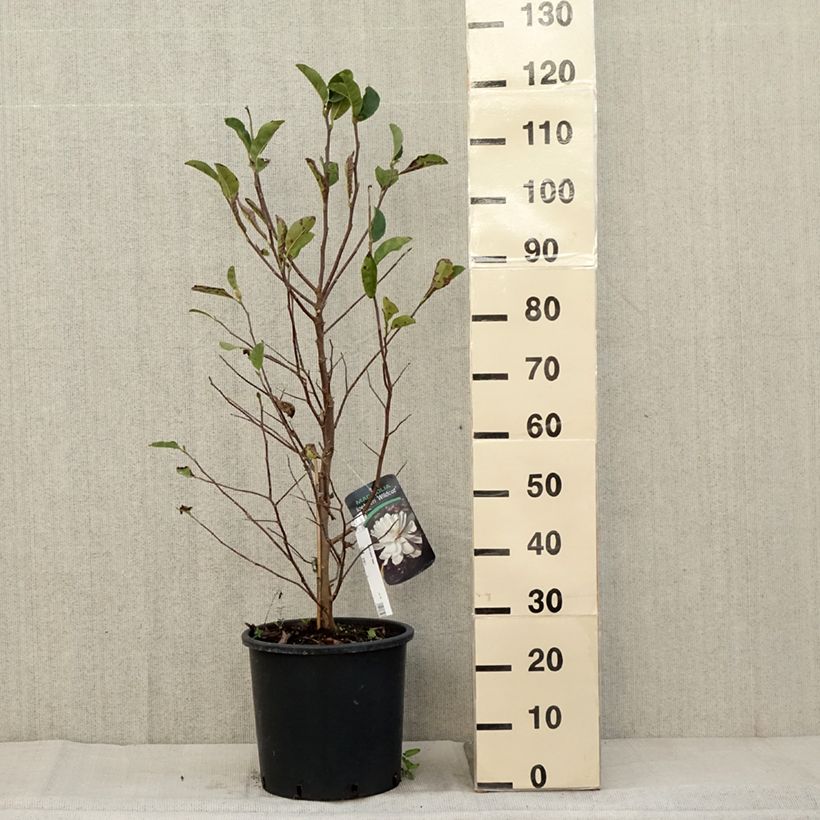 Esemplare di Magnolia x loebneri Wildcat - Magnolia hybride en pot de 7,5l/10l come consegnato in autunno