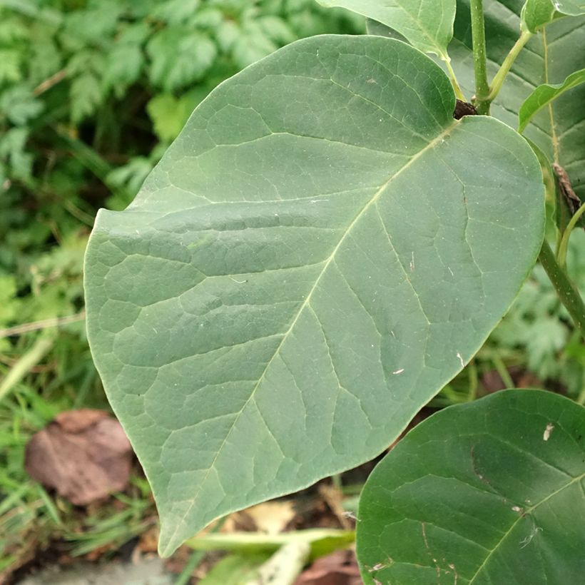 Magnolia soulangeana Cameo (Fogliame)