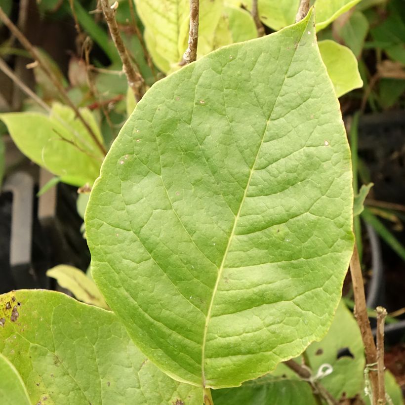 Magnolia soulangeana Lennei (Fogliame)