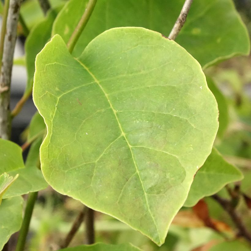 Magnolia Yellow Lantern (Fogliame)