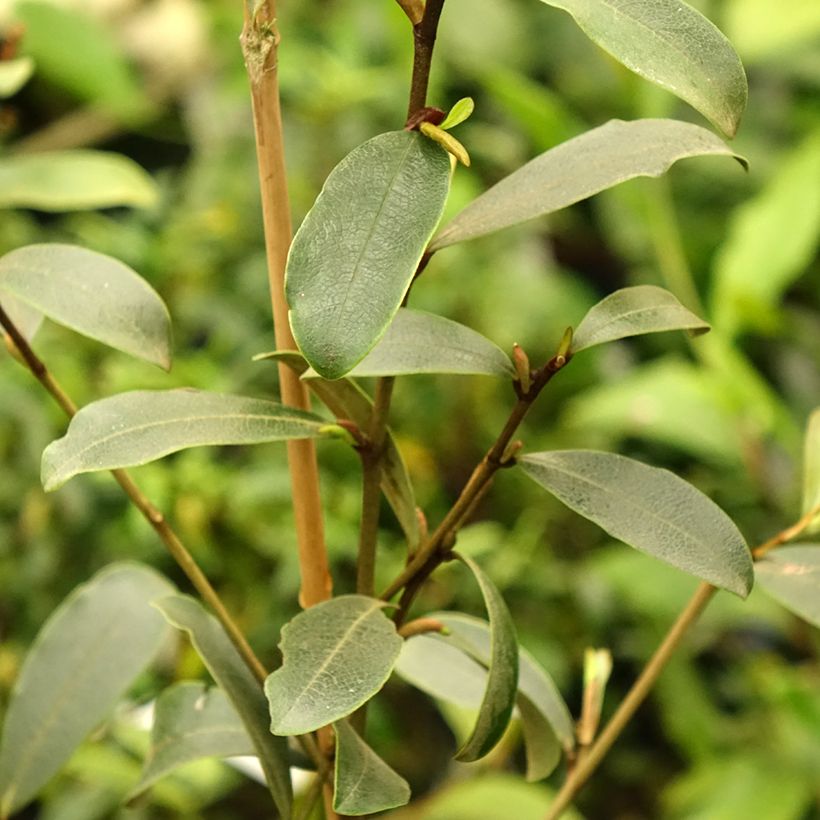 Magnolia yunnanensis (Fogliame)