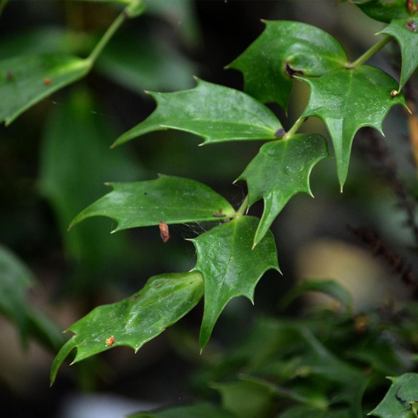 Mahonia nitens Cabaret (Fogliame)