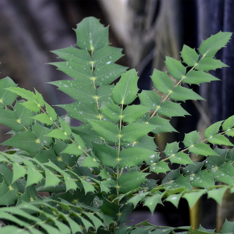 Mahonia media Charity (Fogliame)