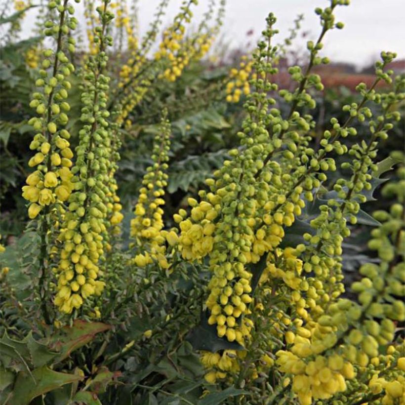 Mahonia media Winter Sun (Fioritura)