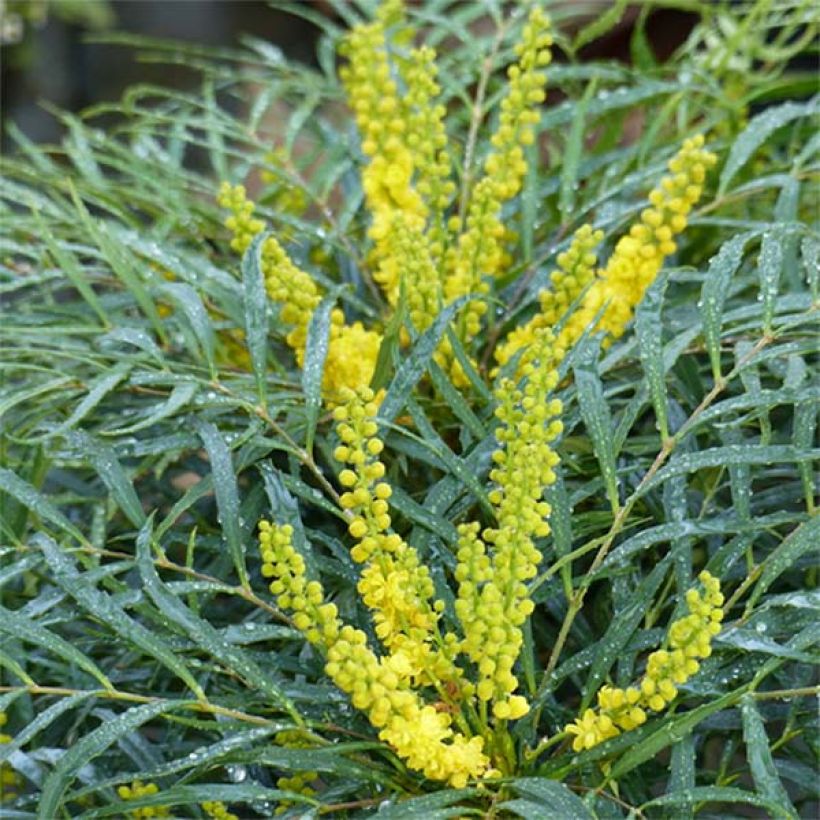 Mahonia eurybracteata Soft Caress (Fioritura)