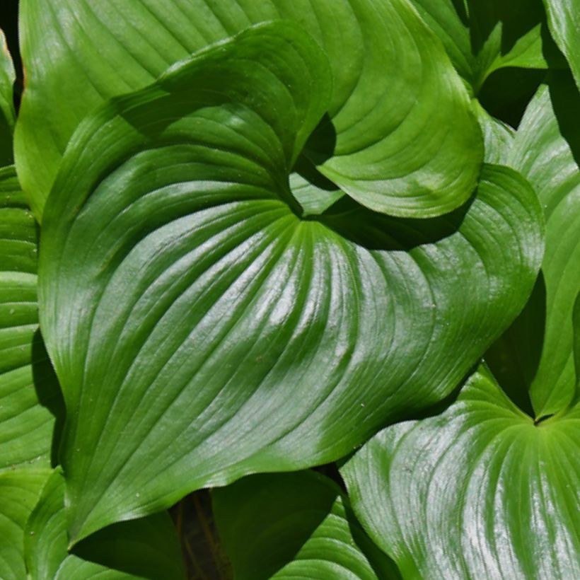 Maianthemum kamtschaticum (Fogliame)