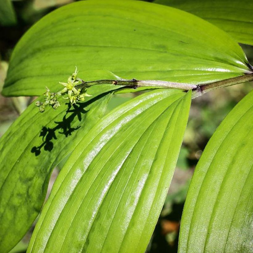 Maianthemum tatsienense (Fogliame)