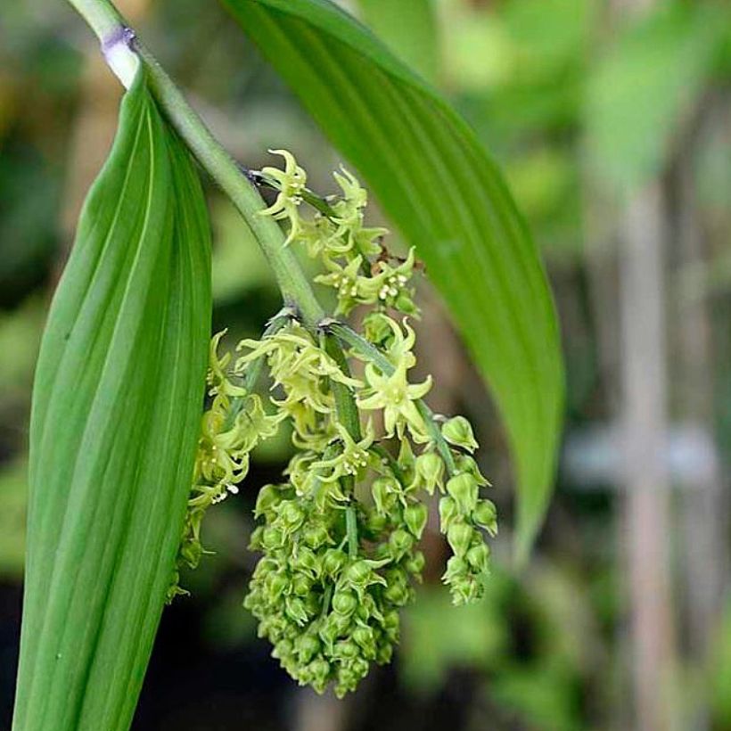 Maianthemum tatsienense (Fioritura)