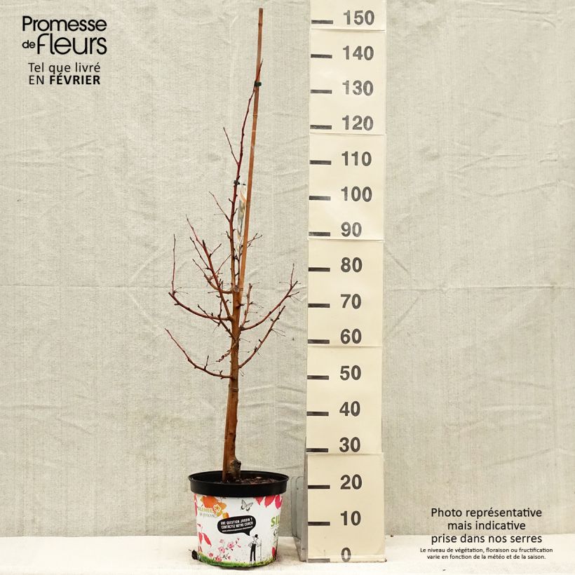 Malus Comtesse De Paris Pot de 7,5L/10L esemplare consegnato in inverno