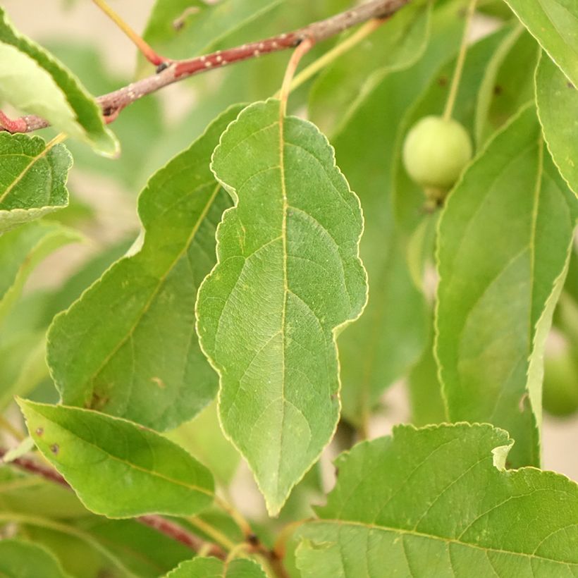 Malus Comtesse De Paris - Melo da fiore (Fogliame)