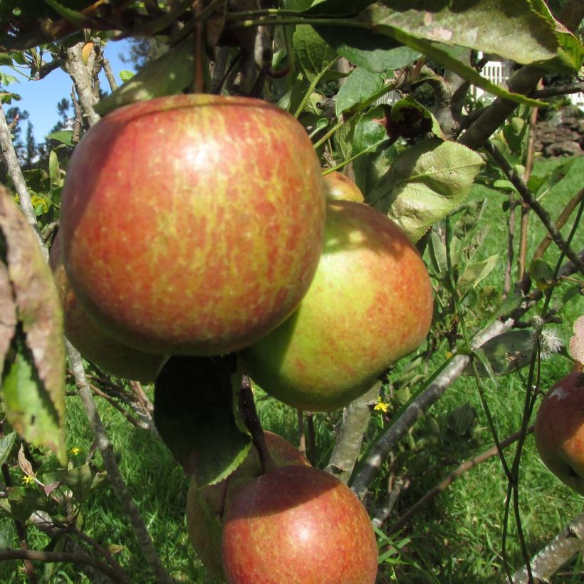 Melo Braeburn (Raccolta)