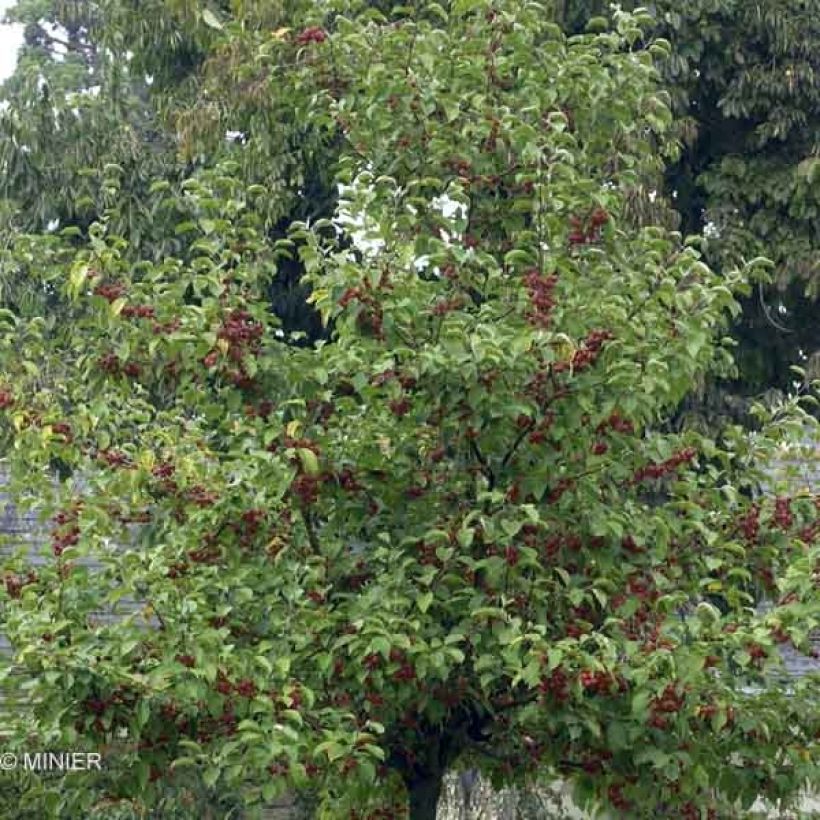 Malus Evereste 'Perpetu' - Melo da fiore (Fogliame)